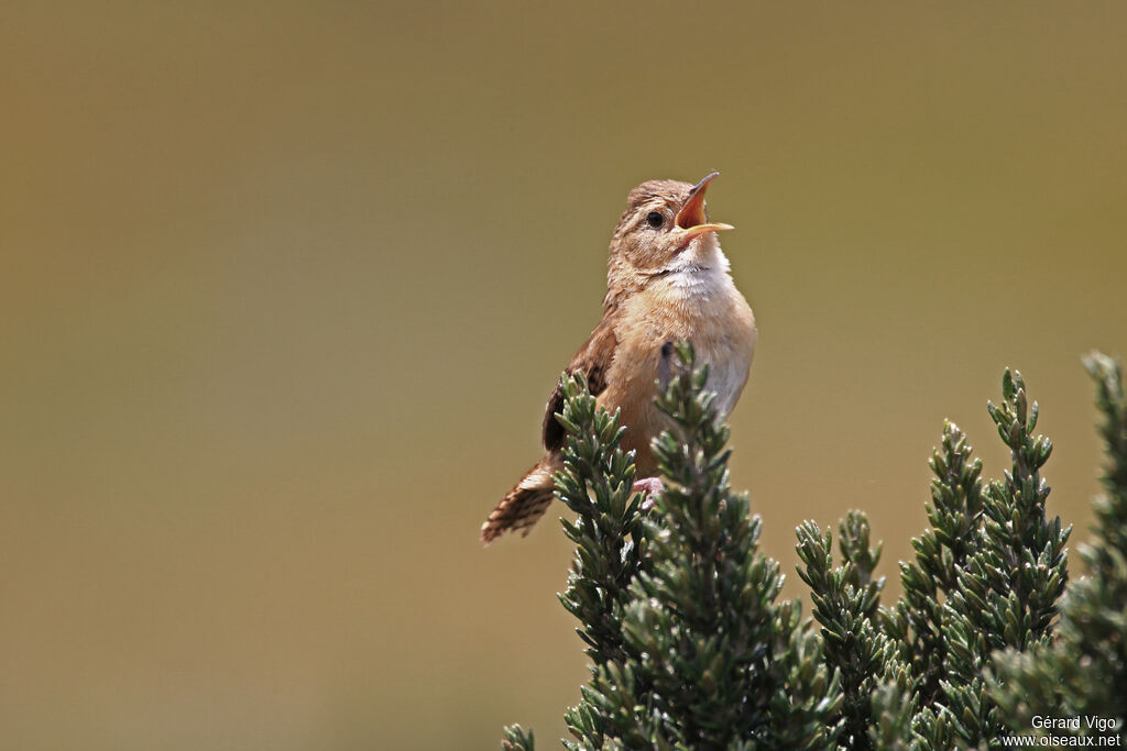 Grass Wrenadult