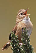 Grass Wren