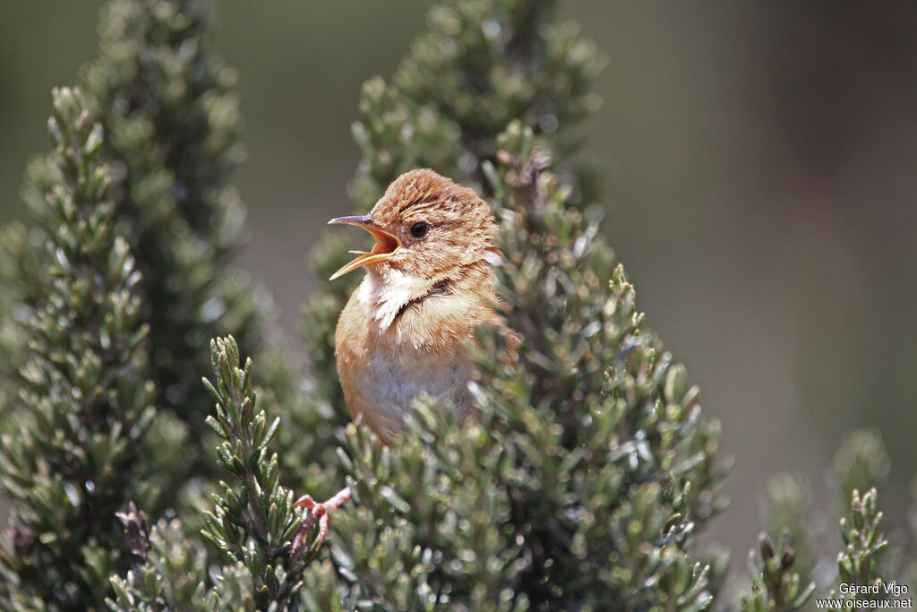 Grass Wrenadult