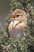 Grass Wren