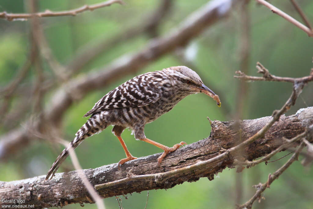 Troglodyte fasciéadulte, identification