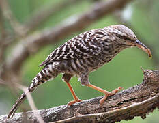 Fasciated Wren