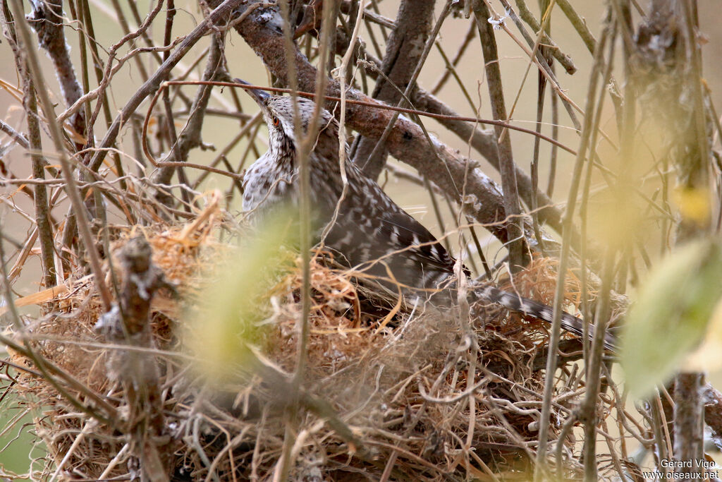 Fasciated Wrenadult, Reproduction-nesting