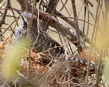 Fasciated Wren