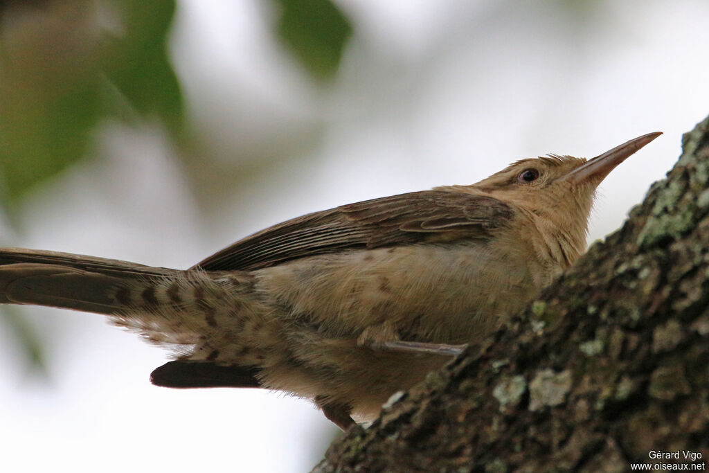 Thrush-like Wrenadult