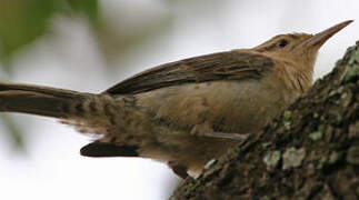 Thrush-like Wren