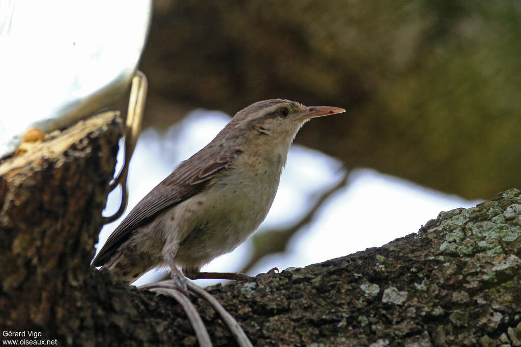 Troglodyte griveléadulte, identification