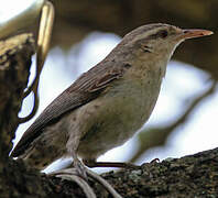 Thrush-like Wren