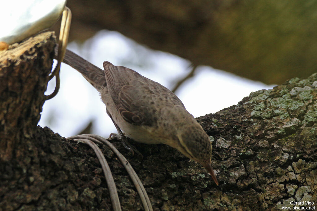 Thrush-like Wrenadult