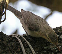 Thrush-like Wren