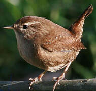 Eurasian Wren