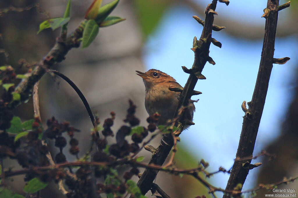 Mountain Wrenadult