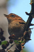 Mountain Wren