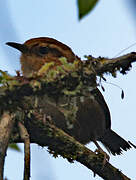 Mountain Wren