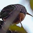 Troglodyte zoné