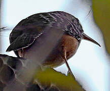 Band-backed Wren