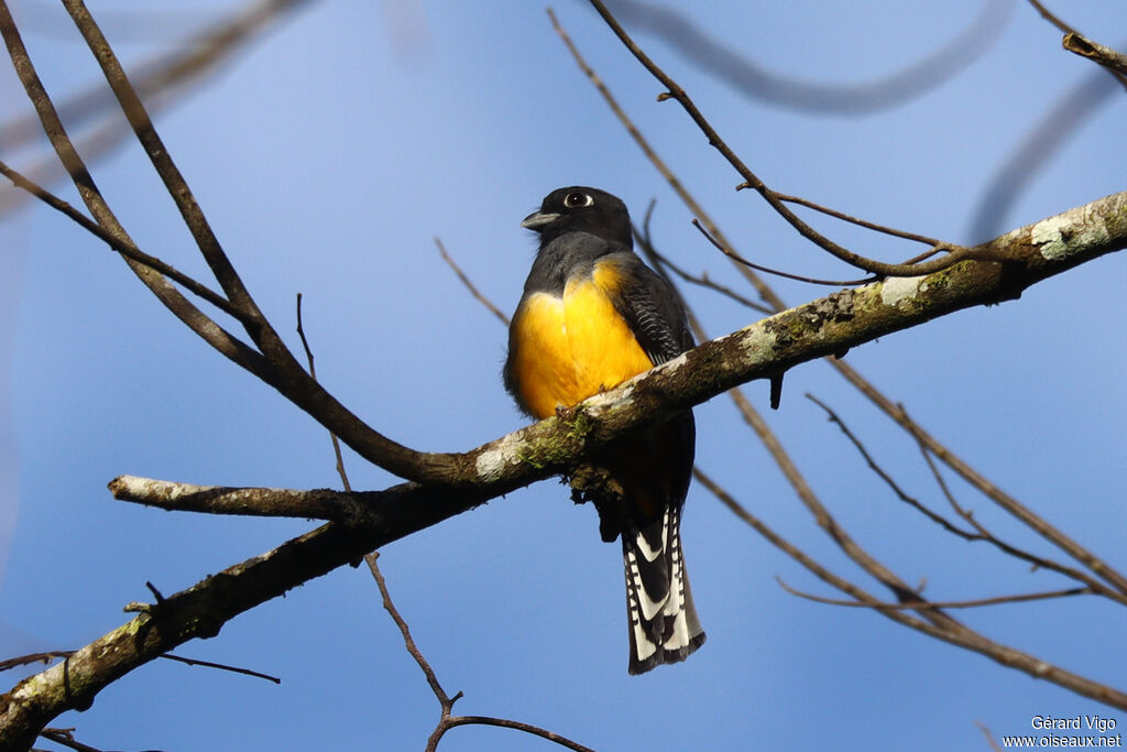 Trogon à lunettes jaunes femelle adulte