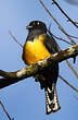 Trogon à lunettes jaunes