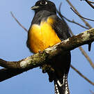 Trogon à lunettes jaunes