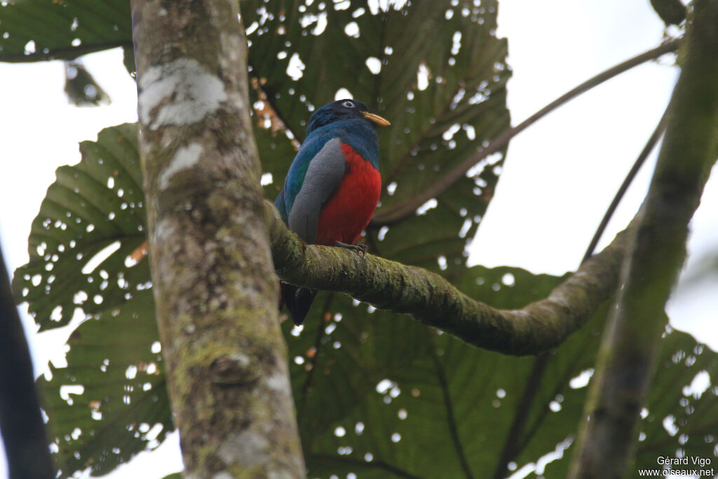 Trogon aux yeux blancs mâle adulte, Comportement