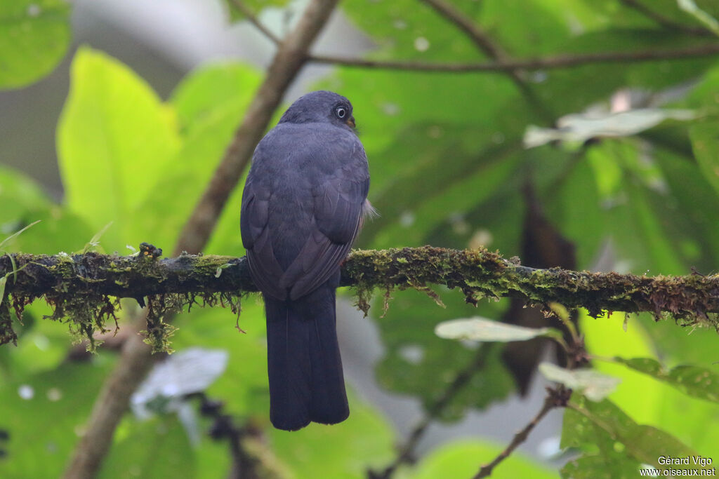 Trogon aux yeux blancs femelle adulte