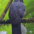 Trogon aux yeux blancs