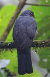 Trogon aux yeux blancs