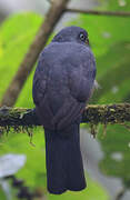 Trogon aux yeux blancs