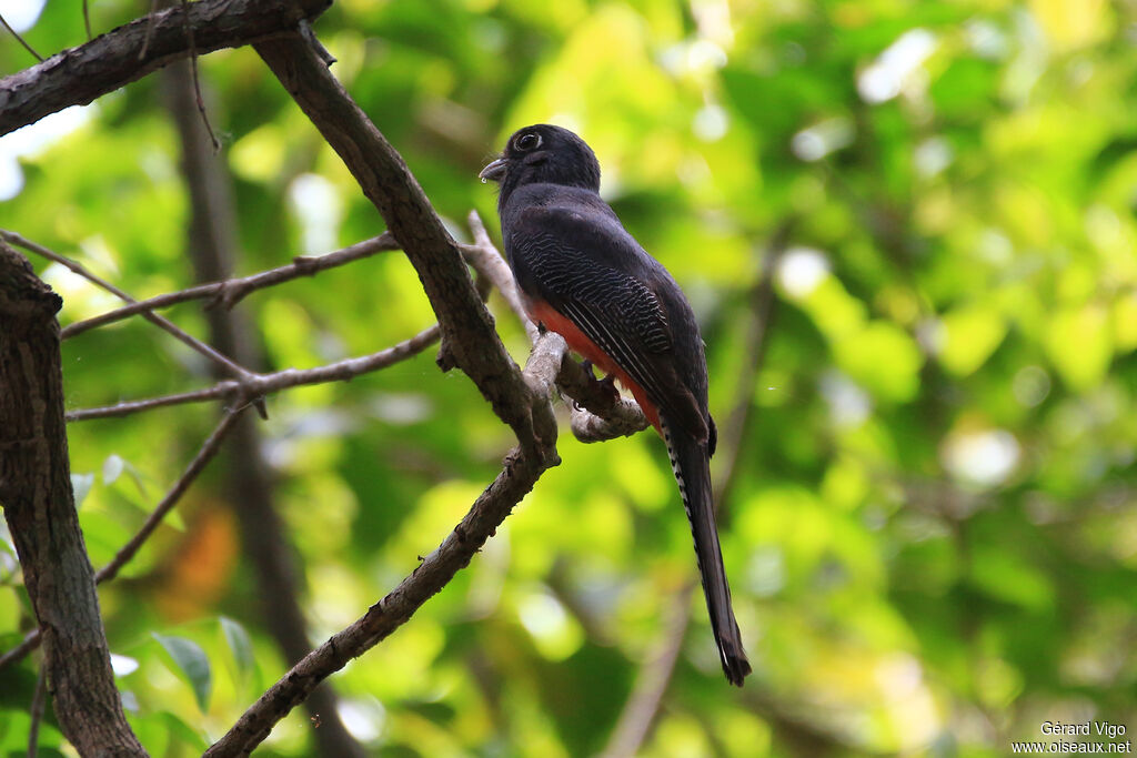 Blue-crowned Trogonadult