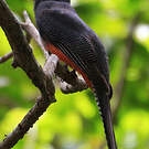 Trogon couroucou