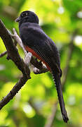 Blue-crowned Trogon