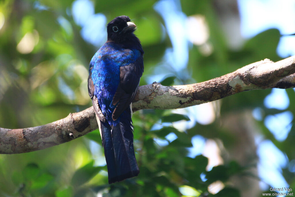 Trogon d'Amazonie mâle adulte