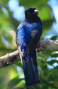 Trogon d'Amazonie