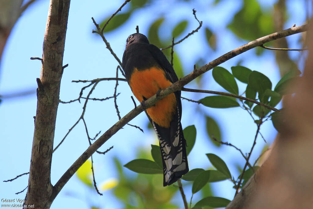 Trogon d'Amazonieadulte, composition