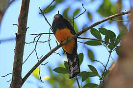 Trogon d'Amazonie