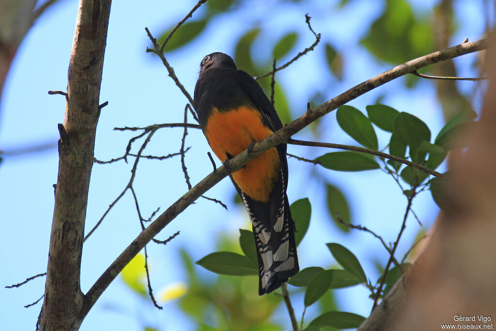 Amazonian Trogon female adult