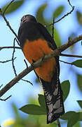 Amazonian Trogon