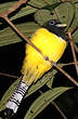 Trogon de Cabanis