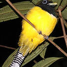 Trogon de Cabanis