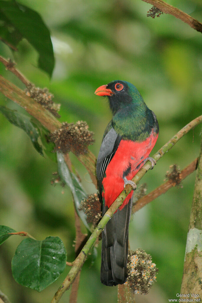 Trogon de Massénaadulte