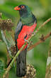 Trogon de Masséna