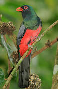 Slaty-tailed Trogon