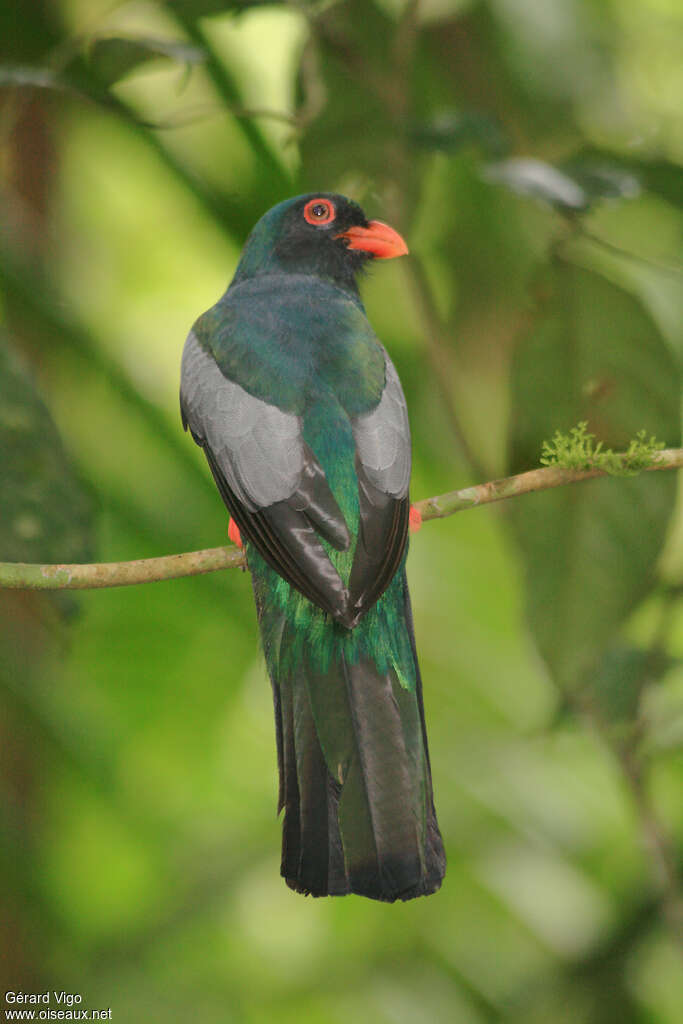 Slaty-tailed Trogon male adult, aspect