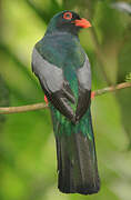 Slaty-tailed Trogon