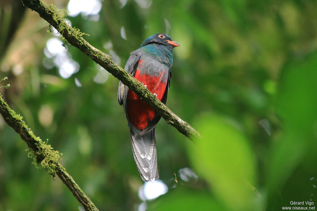 Slaty-tailed Trogonjuvenile