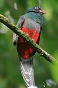 Slaty-tailed Trogon