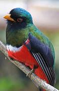 Trogon masqué