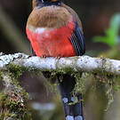 Trogon masqué