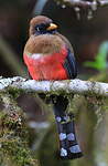 Trogon masqué