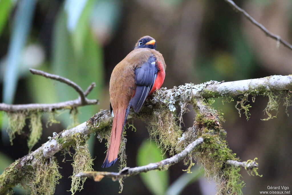 Masked Trogon female adult